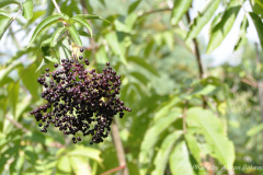 American-Elderberry