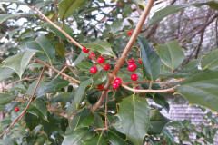 american-holly-cape-cod