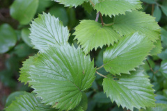 Arrowwood-V.-dentatum