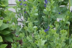 Baptisia-1