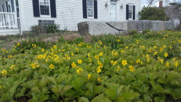 Barren Strawberry | Cape Cod Native Plants
