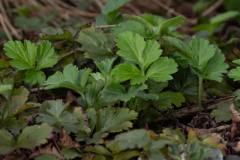 Barren-Strawberry-cape-cod-native-plants-2