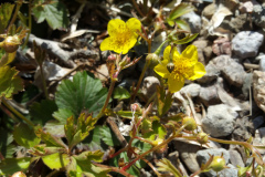 Barren-Strawberry-cape-cod-native-plants-3