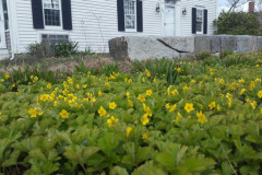 Barren-Strawberry1