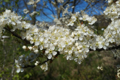 Beach-Plum-Flower