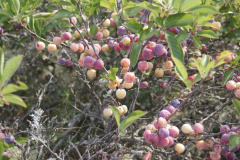 beach-plum