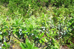 beach-plum_KMA