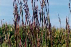 Andropogon_gerardii_jandersonPLANTS_lg