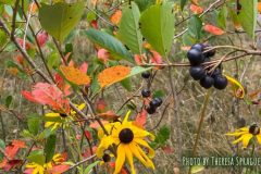 chokeberry-cape-cod