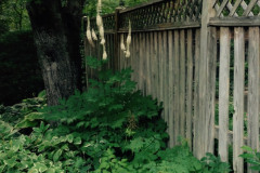 Bugbane