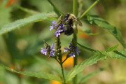 Blue-Vervain-Bee