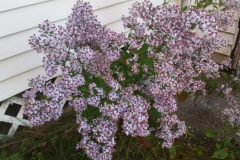 blue-wood-heart-leaved-aster-1