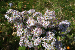 blue-wood-heart-leaved-aster-2