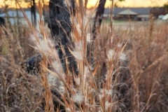 BroomSedge-Bluestem