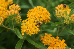 A.-tuberosa-w-bee