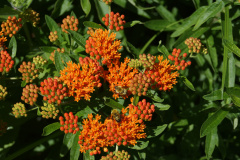 A.-tuberosa