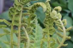 Cinnamon-Fern