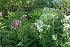 JoePye-and-Boneset