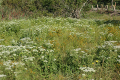 Common-Boneset-cape-cod-2