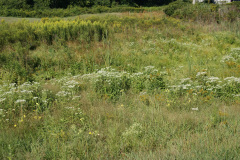 Common-Boneset-cape-cod