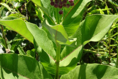 Common-Milkweed-cape-cod-2