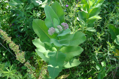 Common-Milkweed-cape-cod-3
