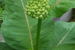 Common-Milkweed-cape-cod-4