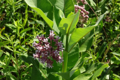 Common-Milkweed-cape-cod