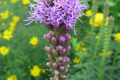 Liatris-spicata-2
