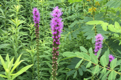 Liatris-spicata