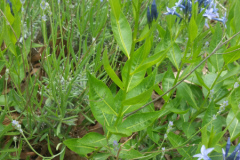 Amsonia-tabernaemontana11