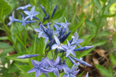 Amsonia-tabernaemontana7-1