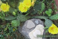 eastern-prickly-pear-native-plants-cape-cod-1