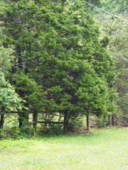 Juniperus-virginiana-Eastern-red-cedar