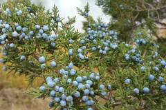 Juniper-Berries