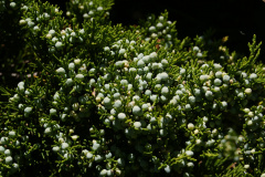 Juniper