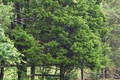 Juniperus-virginiana-Eastern-red-cedar