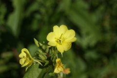 evening-primrose-cape-cod-1