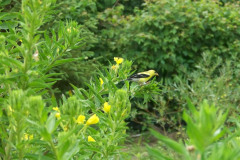 evening-primrose-cape-cod-2