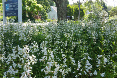 Penstemon-June-APCC-sign