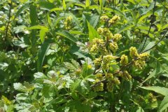 Flowering-in-May_Fragrant-Sumac