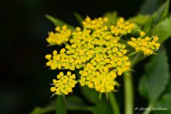 Golden-Alexander_G.-Beetham