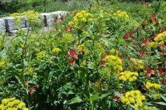 Golden-Alexanders-Wild-Columbine