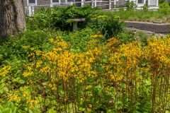 golden-groundsel-cape-cod-2