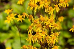 golden-groundsel-cape-cod-3
