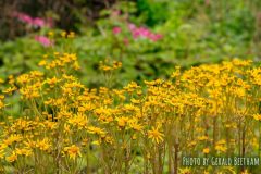 golden-groundsel-cape-cod-4