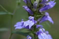 Lobelia_siphilitica_DavidD.Taylor_fs.fed_