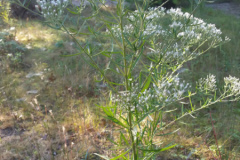 Hyssop-leaved-boneset-1