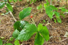 Arisaema-triphyllum-Jack-in-the-pulpit_KA