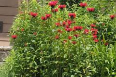 Monarda-didyma-1